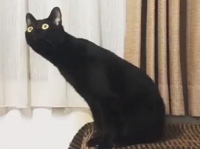 Urnebesna reakcija japanske mace na klasiènu muziku / VIDEO