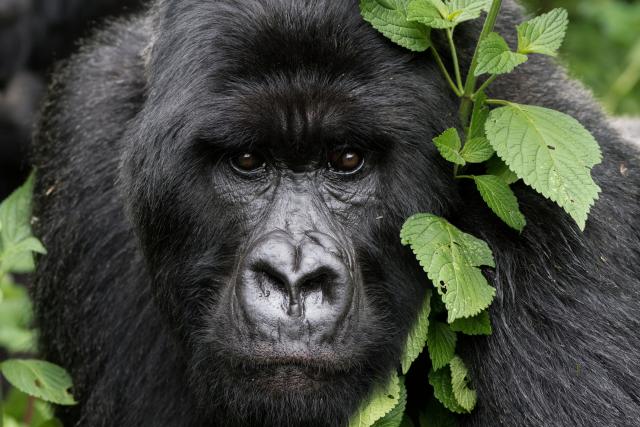 Raste broj afričkih planinskih gorila