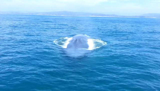 Najveæa životinja na svetu prvi put viðena u Crvenom moru / VIDEO