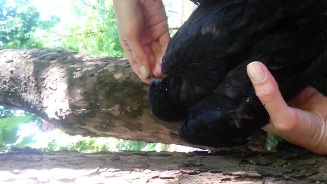 Pomozimo malenoj vrani koja je ispala iz gnezda da ojaèa i odleti