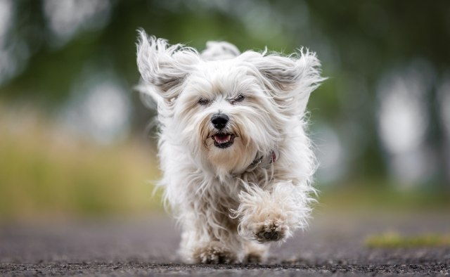 Linjanje vašeg ljubimca ne mora biti noćna mora