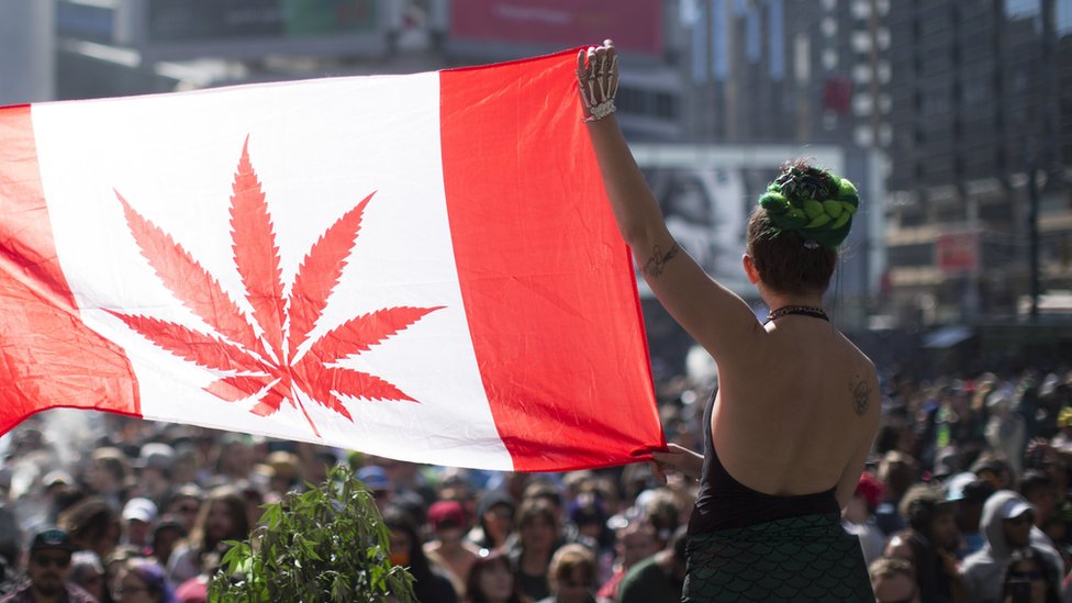 Kanada korak bliže legalizaciji marihuane