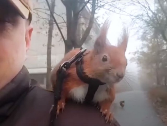 Tintin je preslatka veverica koja mnogo voli svog vlasnika / VIDEO
