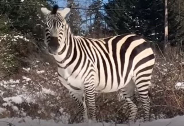 Ova slatka zebrica je najbolji bejbisiter za životinje / VIDEO