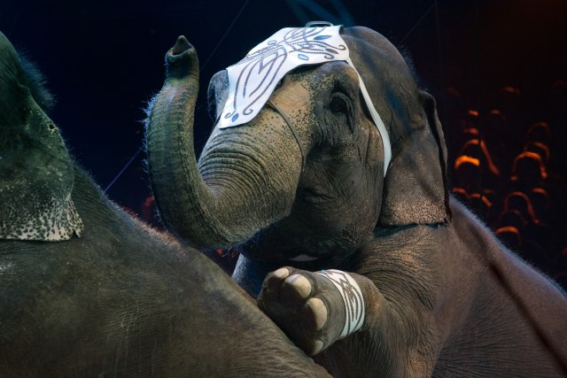 Evropa dobija sklonište za cirkuske slonove