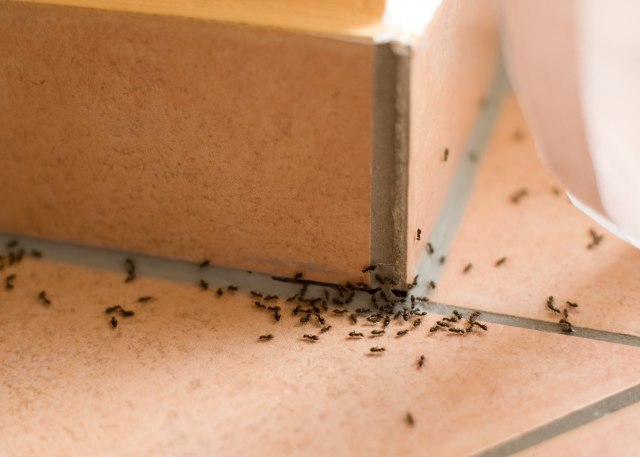 U kuhinji je i problem i rešenje: Kako da se zauvek oslobodite mrava?