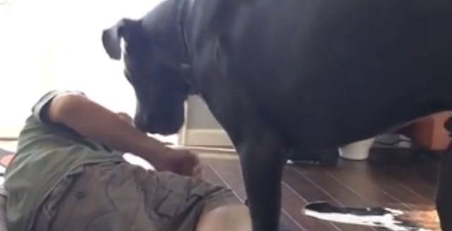 Ljutiti pas ne dopušta vlasniku da spava u njegovom krevetu (VIDEO)
