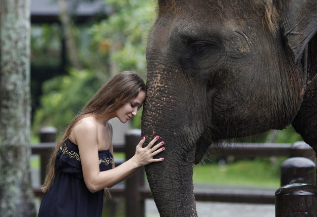 Slon pobegao iz zoološkog vrta na Floridi
