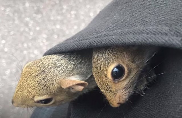 Dirljiva prièa o dve male veverice i njihovom spasiocu / VIDEO