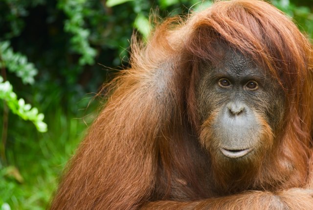 Uginuo najstariji orangutan na svetu