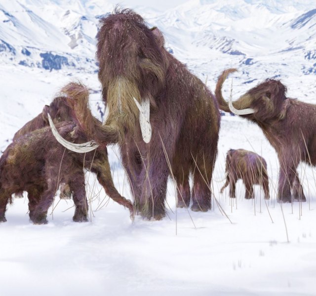 Ukradena kljova mamuta teška 45 kilograma