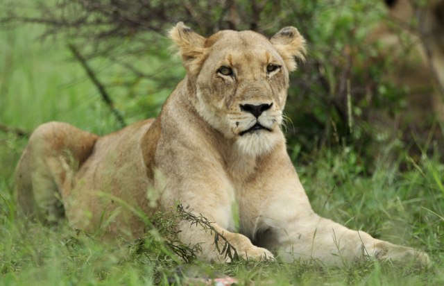 Ubijena lavica koja je pobegla iz kaveza u zoo-vrtu