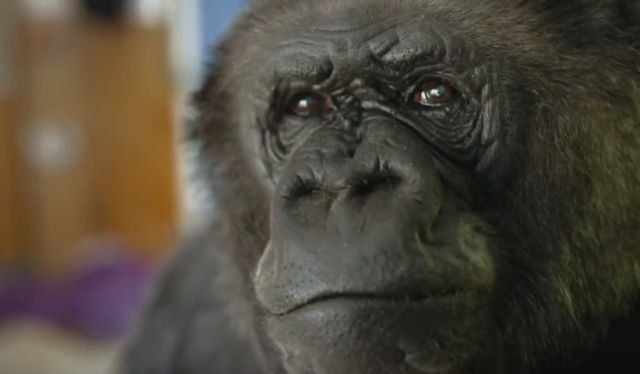 U 46. godini preminula najpoznatija gorila na svetu