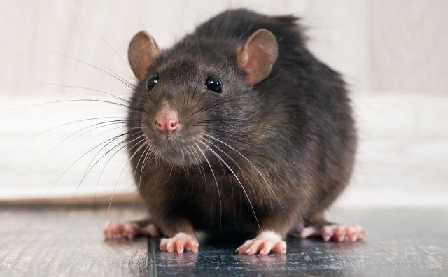 Pacovi pojeli više od milion rupija u bankomatu / VIDEO