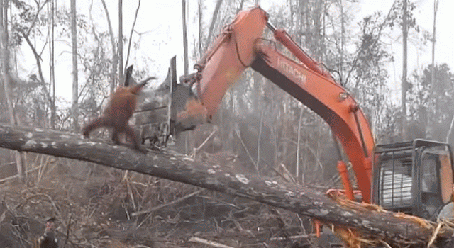 Branio dom: Orangutan napao bager koji mu je srušio stablo / VIDEO
