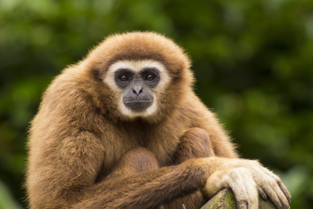 Misteriozna vrsta izumrlog majmuna pronađena u Kini