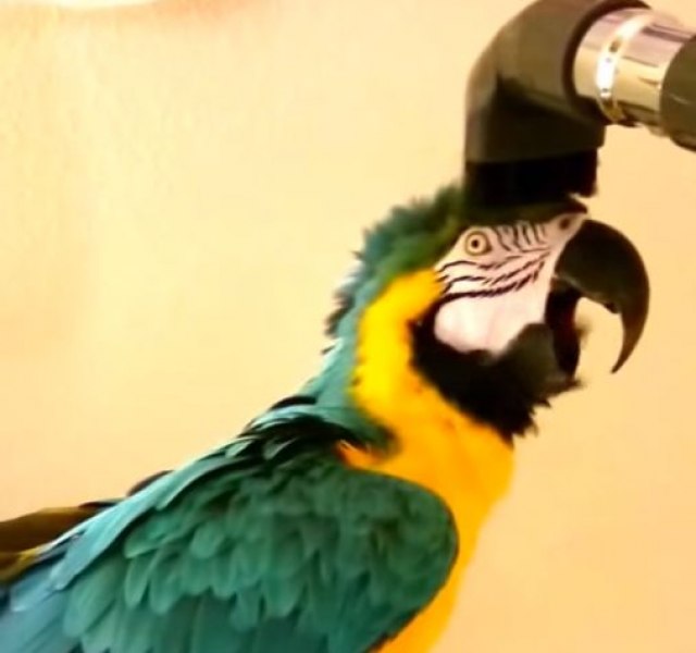 Ovaj papagaj ima jednu veoma neobiènu opsesiju / VIDEO