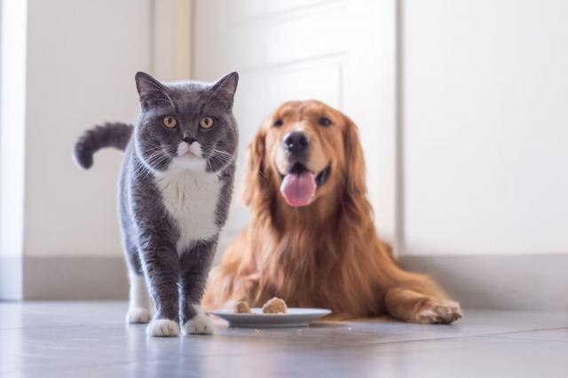 Psi i maèke: Otkriveno koja je vrsta dlakavih ljubimaca pametnija