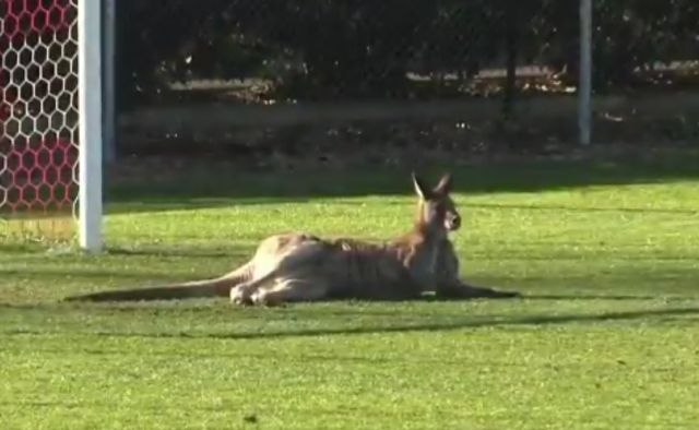 Ovako izgleda kada kengur odluči da zameni golmana / VIDEO