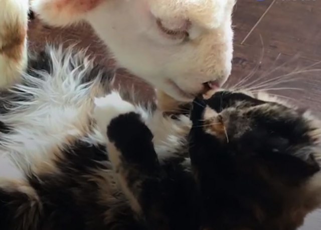 Nerazdvojni drugari: Spašena maca je pomogla bolesnom jagnjetu / VIDEO