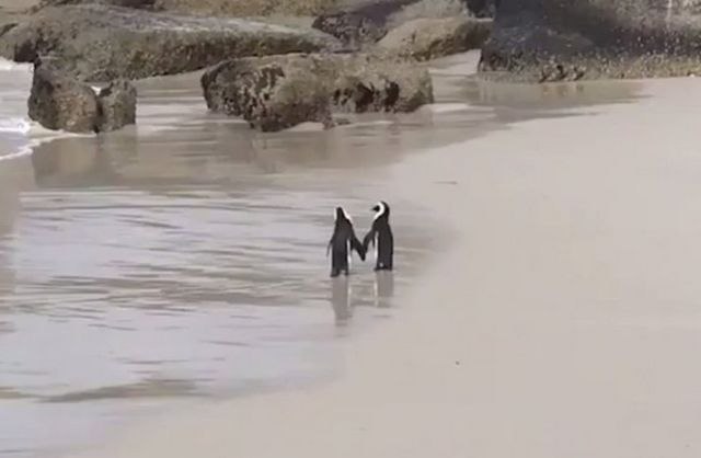 Video dva zaljubljena pingvina zbog kojih ponovo verujemo u ljubav