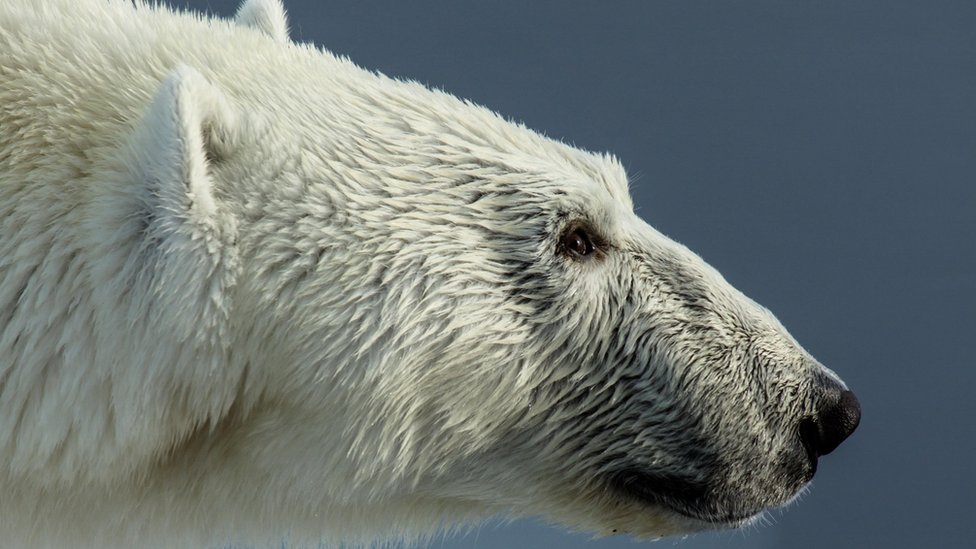 Polarni medved u Kanadi ubio oca koji je pokušavao da zaštiti decu