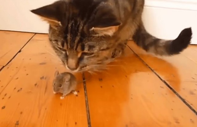 Èak i maèke i miševi mogu da uživaju u zajednièkim trenucima / VIDEO