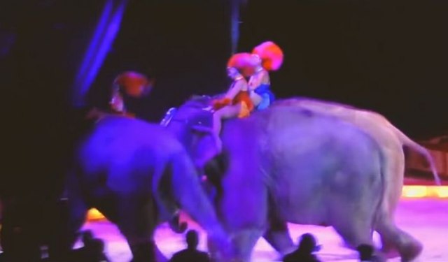 Cirkuski slon gurnuo drugog slona u publiku / VIDEO