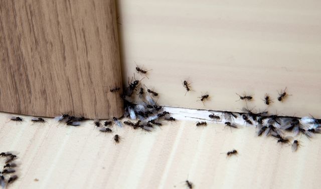 Trik koji uspeva: Najjednostavniji način da se rešite mrava