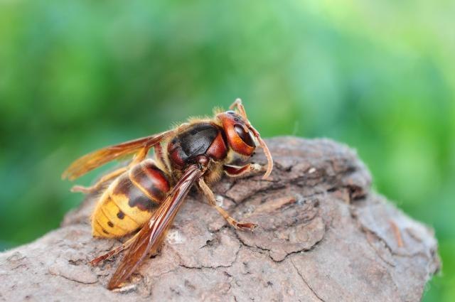 Hornets kill councilor from western Serbian town