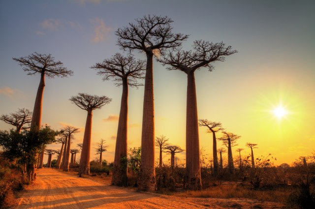 Posledica klimatskih promena: Baobab izumire alarmantnom brzinom