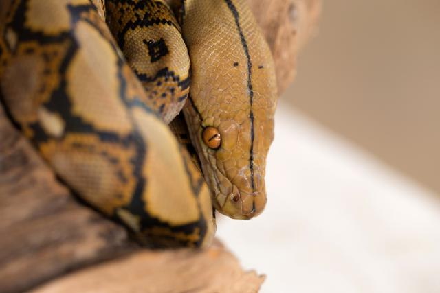 Bečki zoološki vrt: Uspeo uzgoj najređe divovske zmije