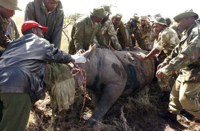 Uginulo osam nosoroga, uzrok trovanje solju?
