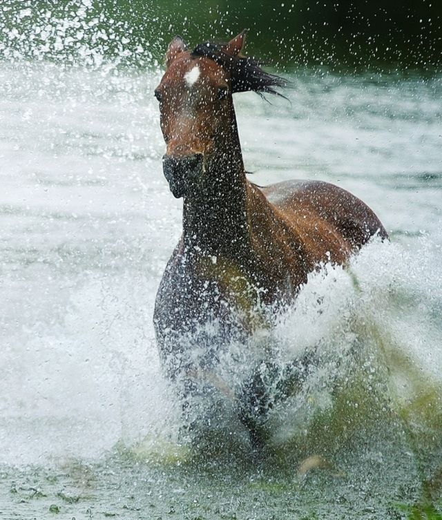Konjić izgubljen u poplavama pronađen na neočekivanom mestu / FOTO