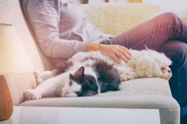 Ako je maci stalno dosadno, to može da utièe i na njeno zdravlje