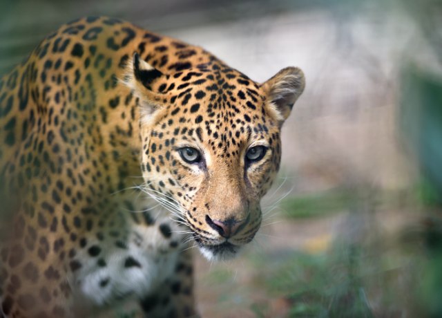 Jaguar pobegao iz Zoološkog vrta pa ubio šest životinja / VIDEO