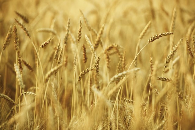 Za pšenicu 18 RSD , kukuruz u blagom padu