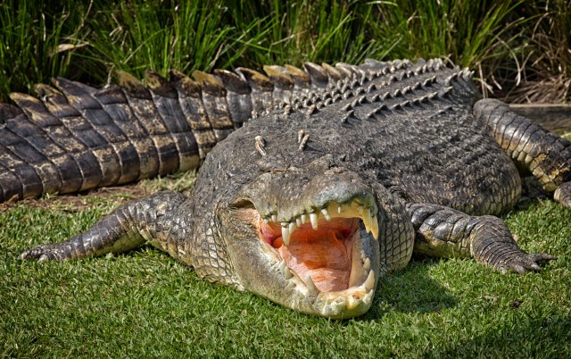 Iz osvete ubili 300 krokodila