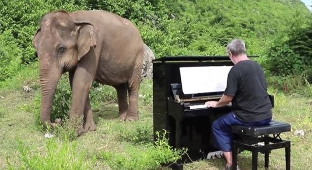 Neverovatan prizor: Slepi slon igra uz zvuke klavira / VIDEO