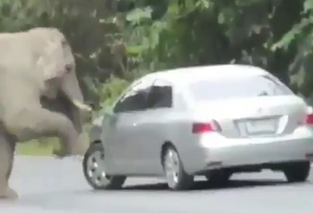 Mogao je da ih zgnjeèi: Slon "u teranju" nasrnuo na automobil