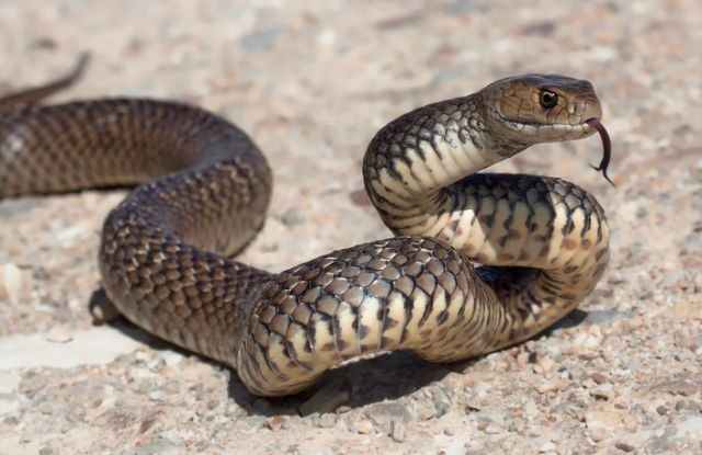 Nauènici sastavili mapu opasnosti od zmija / FOTO