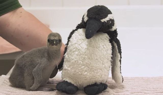 Pingvin, kome su roditelji zgazili jaje, oporavlja se u inkubatoru