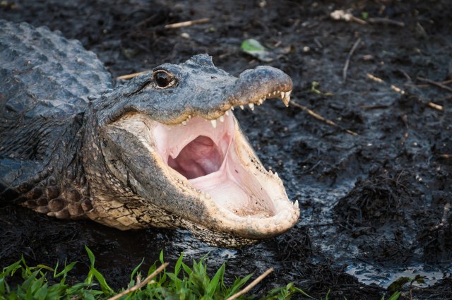 Žena pronasla aligatora u svom dvorištu... / VIDEO
