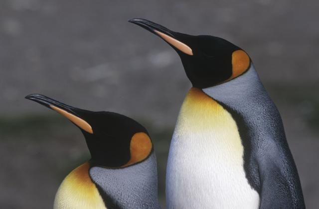 Preti nestanak najveæoj koloniji kraljevskih pingvina