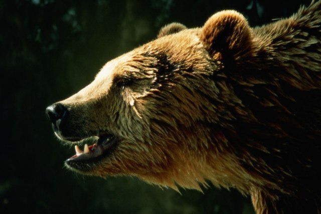 Posmatranje medveda sve popularnije meðu turistima
