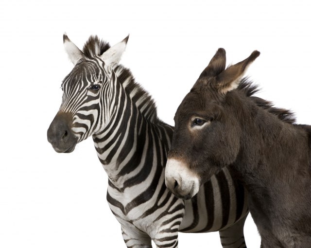 Zoo-vrt ofarbao magarca u zebru