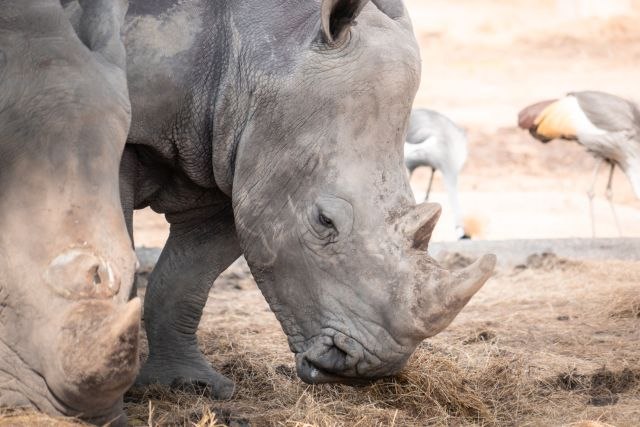 Smanjuje se broj crnih nosoroga u Keniji: Ovog puta jedan ubijen