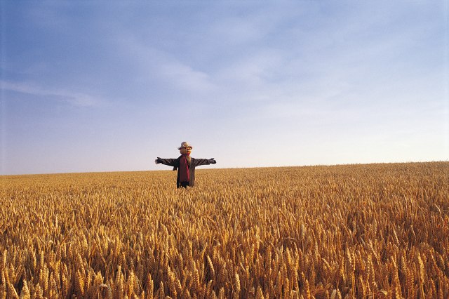 Nova katastrofa: Pšenica uništena, cene u nebo