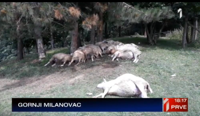 "Neverovatno olujno nevreme, grom ubio stado ovaca" VIDEO