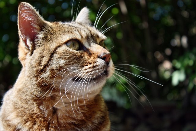 Zašto je korisna maèja trava?